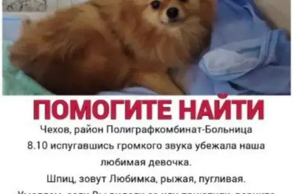Пропала шпиц, видели на Чехова 53