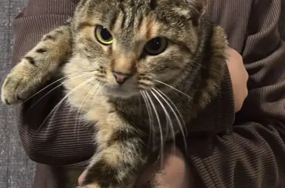 Кошки потеряшки, Псков, фото: Потеряшка кошка, ул. Рокоссовского, Псков