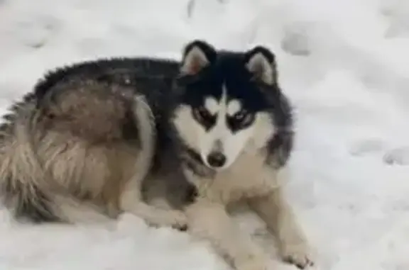 Пропала хаски, Елизаветино, 41А-002