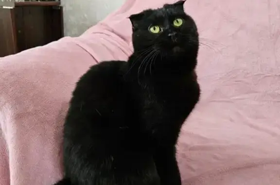 Кошка найдена на ул. М. Горького, 12, Тула