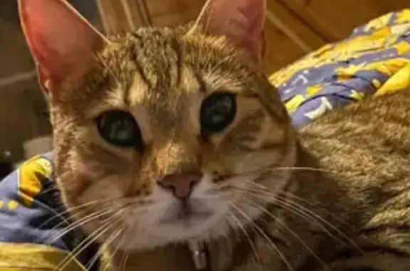 Кошки потеряшки, , фото: Потеряшка кошка, МО, травма, коричневый ошейник