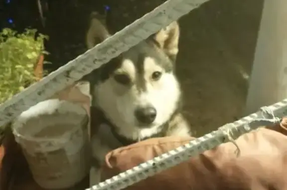 Найдена собака, Нижегородская область, фото: Найдена собака, Мыза, Нижегородская обл.