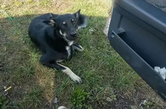 Собаки потеряшки, Челябинск, фото: Потеряшка собака, Челябинск, Лермонтова, 5