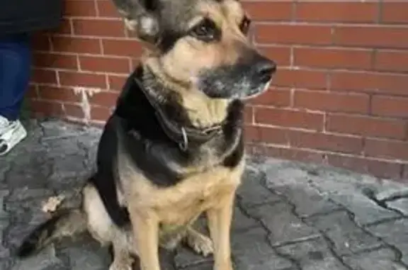 Собаки потеряшки, Калининградская область, фото: Потеряшка собака на ул. Соммера, Калининград