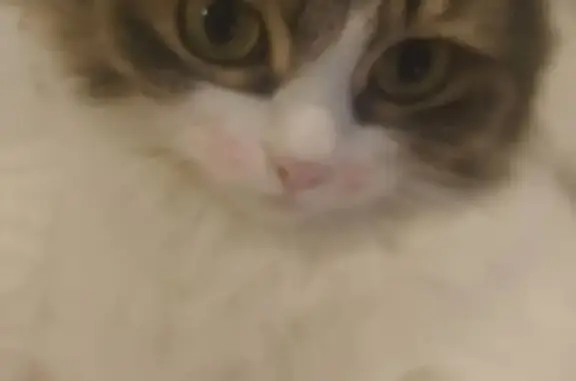 Кошки потеряшки, , фото: Потеряшка кошка, Огнеупорная ул., Ижевск