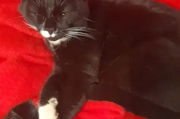 Пропала кошка, ул. Суворова 114/2