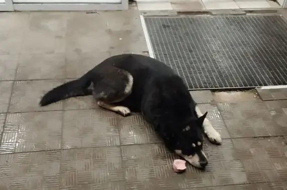 Найдена собака, Ижевск, фото: Собака у Магнита, Берша 37, Ижевск