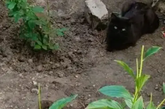 Кошки потеряшки, Сызрань, фото: Потеряшка чёрная кошка, ул. Декабристов, Сызрань