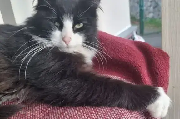 Пропала кошка, Первомайская ул., Токсово