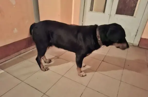 Найдена собака, Калуга, фото: Собака найдена на Солнечном бульваре, Калуга