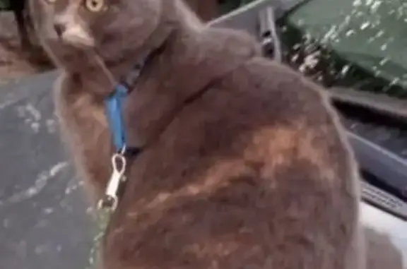 Пропала кошка, Озерки, Самарская обл.