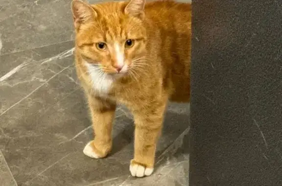 Найдена кошка, Посёлок имени Свердлова, фото: Кошка найдена: Ермаковская 30, п. Свердлова