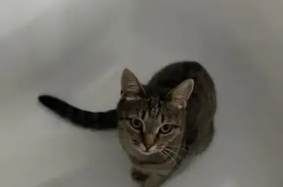 Кошки потеряшки, Элиста, фото: Потеряшка кошка, Полевая 10, Элиста