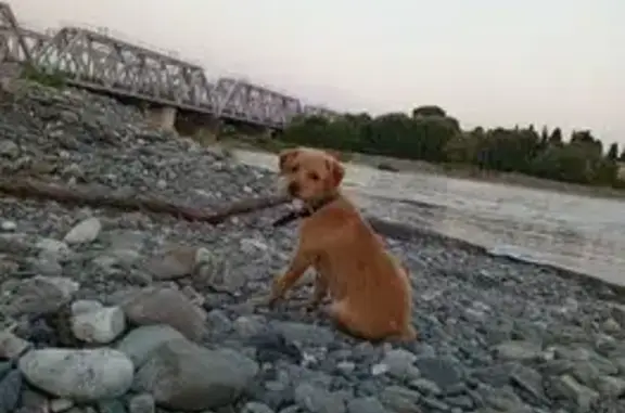 Собаки потеряшки, Сочи, фото: Потеряшка собака, ул. Ульянова 68, Сочи