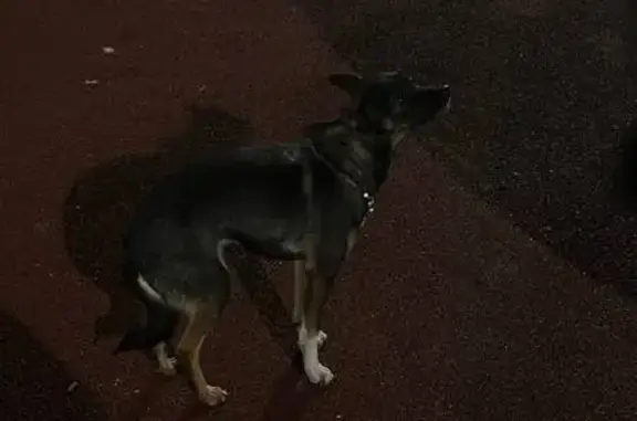 Найдена собака, ул. Блюхера, Челябинск