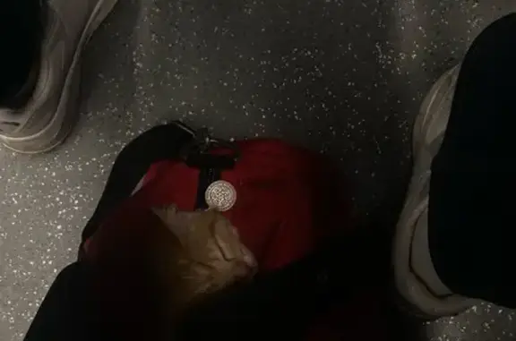 Кошки потеряшки, Можайск, фото: Потеряшка кошка, ул. Полосухина, 32, Можайск