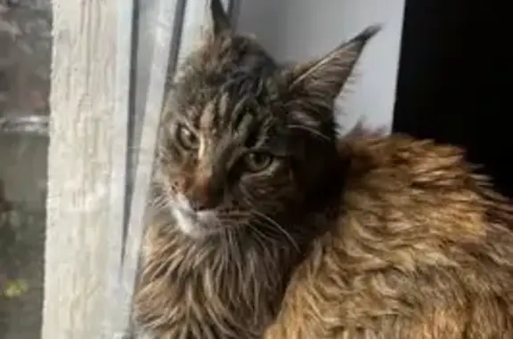 Кошка найдена в Центре Краснодара