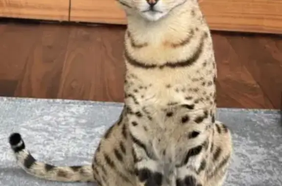 Пропала кошка Хлоя, Репино, СПб