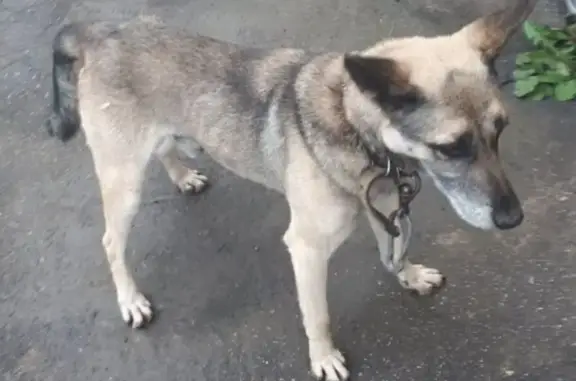 Найден пёс, ул. Степанова, Тула