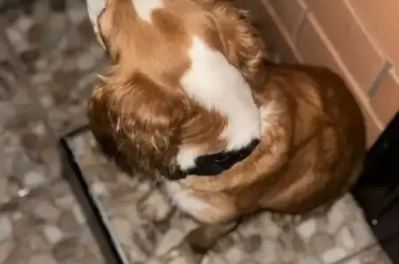 Найдена собака, Майкоп, фото: Собака найдена: Цветочный пер., 2, Майкоп