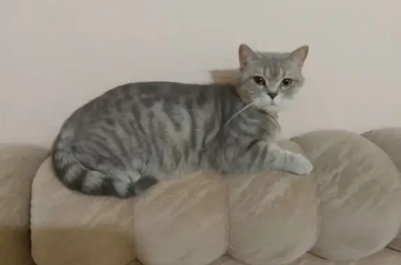 Объявления о пропавших и найденных животных, Кунгур, фото: Пропала серая кошка, ул. Гребнева, 83