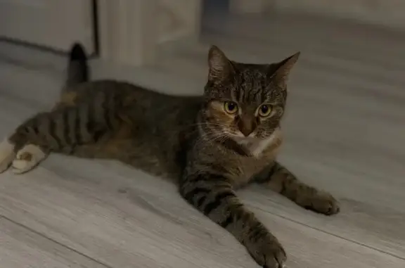 Найдена кошка, Дмитров, фото: Найдена ласковая кошка, Дмитров, ул. Московская, 21