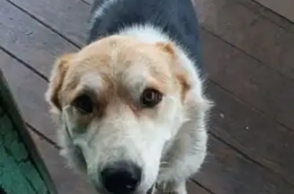 Пропала собака, Оренбургская ул., Сызрань