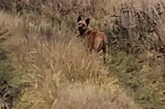 Найдена собака, , фото: Найдена рыжая собака, Нажицы 36