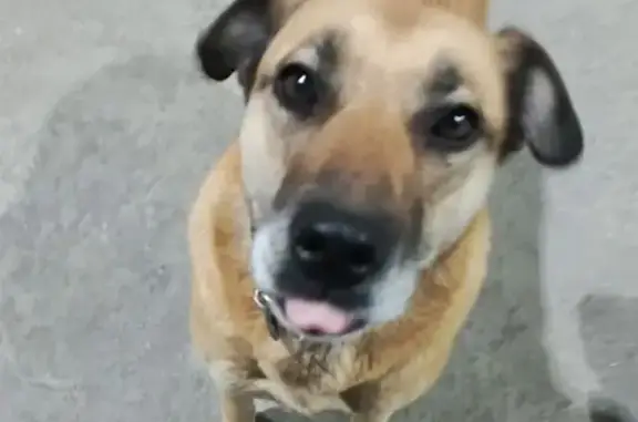 Собаки потеряшки, Тула, фото: Потеряшка собака, Одоевское шоссе, 77