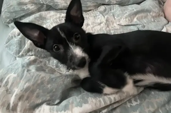 Собаки потеряшки, Мурманск, фото: Потеряшка собака, Ростинская ул. 7А, Мурманск