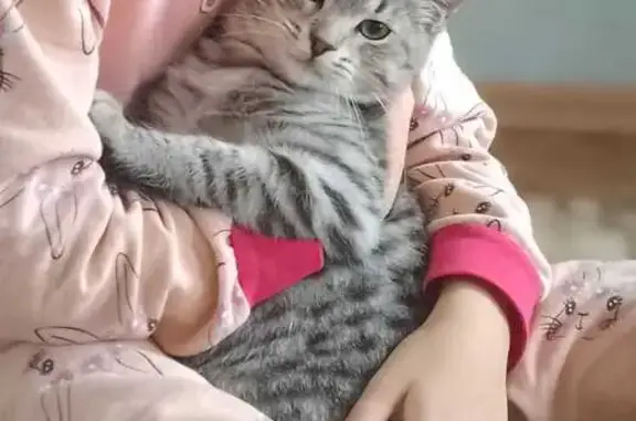 Пропал котик, Балаково, п. Сазанлей