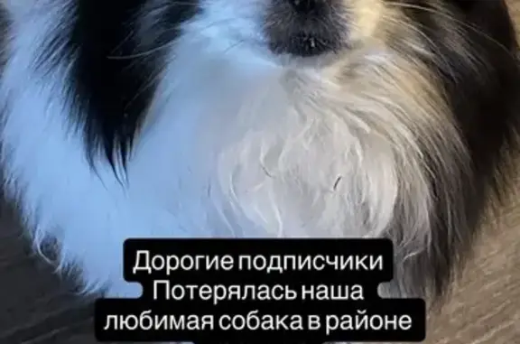 Пропала собака в районе Карлыка, Новокузнецк