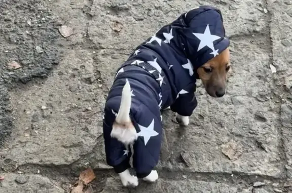 Собаки потеряшки, Лангепас, фото: Потеряшка собака, ул. Дружбы Народов, 37