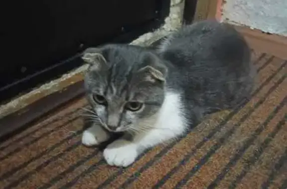 Пропала кошка, Владимир, Луначарского 23