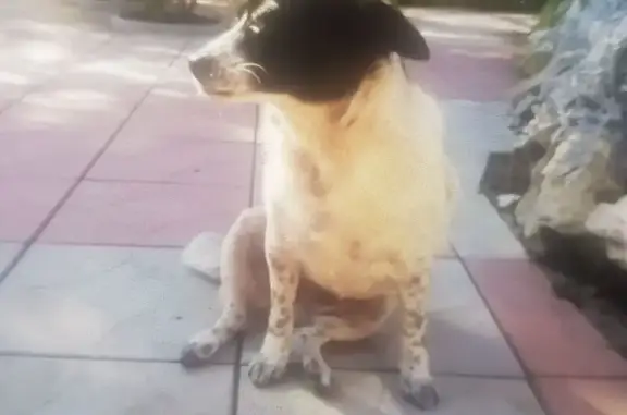 Пропала собака, Новокуйбышевск, Ника