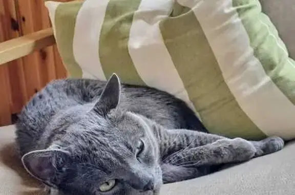 Кошки потеряшки, Медвежьегорск, фото: Потеряшка кошка, ул. Пушкина, 29, Медвежьегорск