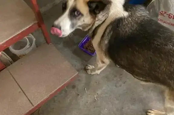 Пропала собака, Октябрьская 300, Тула