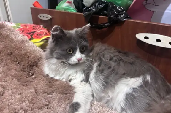 Найдена кошка, Саратов, фото: Кошка найдена: 3-я Дачная 1 к14, Саратов