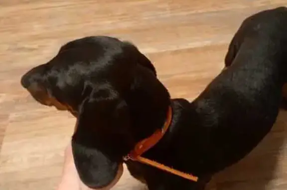 Найдена собака, Воронежская область, фото: Найдена собака: Воронеж, Воронежская обл.