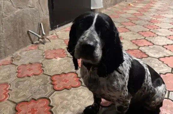 Найдена собака, Михайловск, фото: Собака найдена: Курская ул., 20А, Михайловск