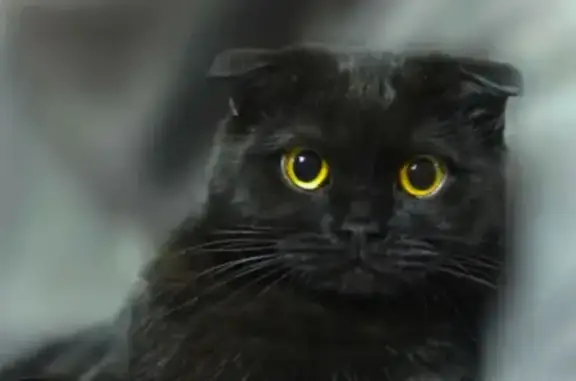 Найдена кошка, Дубовое, фото: Найдена кошка на ул. Лунной, Дубовое