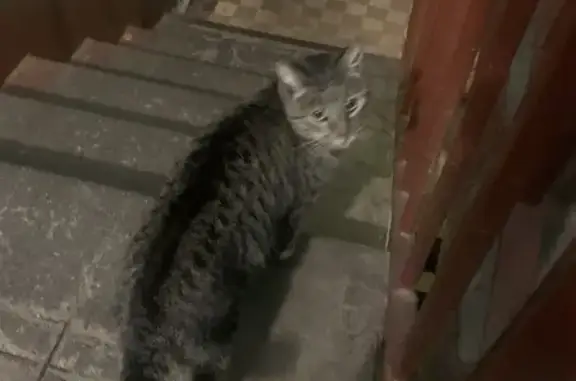 Найдена кошка, Санкт-Петербург, фото: Кошка найдена на ул. Белы Куна, СПб