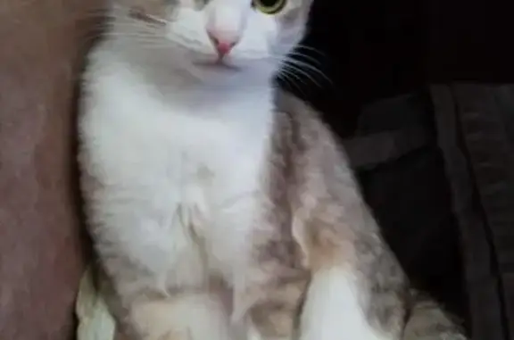 Пропала кошка, ул. О. Кошевого, 9, Чебоксары