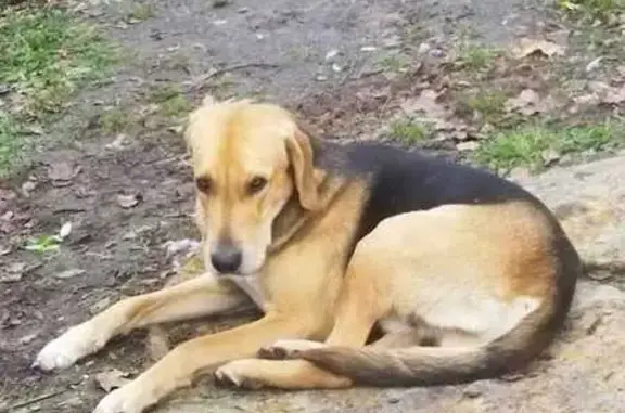 Собака найдена на Центр. ул., 70, Турово