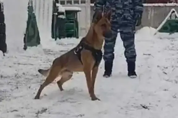 Пропала собака в Альдермыш, Татарстан