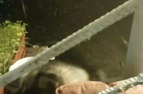 Найдена собака, Нижний Новгород, фото: Собака найдена на Эпроновской, 8, НН