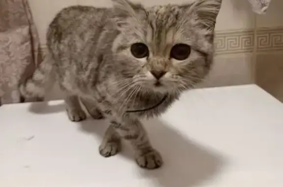 Найдена кошка, Новокузнецк, фото: Кошка найдена, ул. Лазо, 1, Новокузнецк