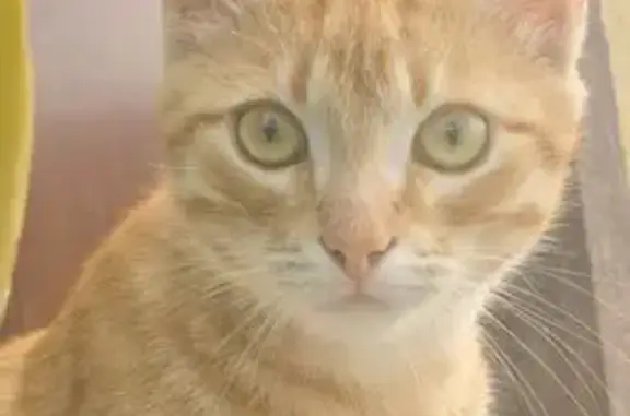 Пропала кошка, Богданихское с/п, Иваново