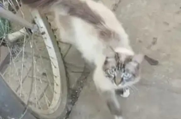 Пропала кошка, Старцево, Орловская обл.