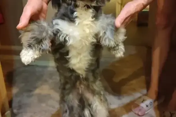 Собаки потеряшки, Иваново, фото: Потеряшка собака на Лётчика Захарова, 15